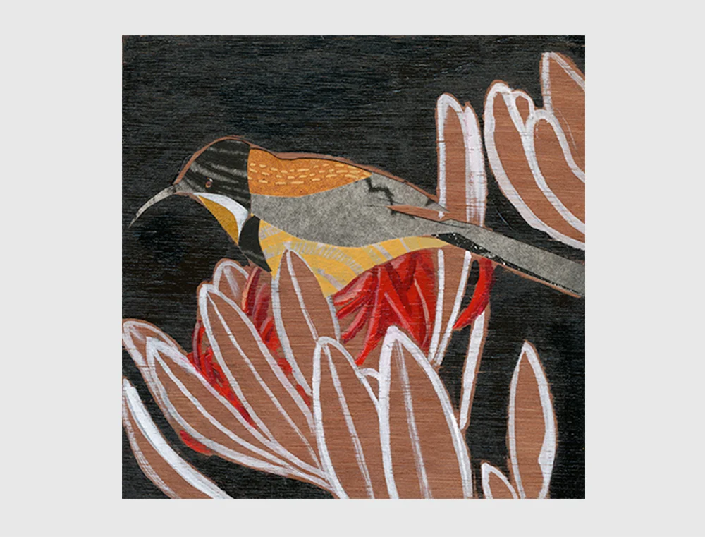 Eastern-Spinebill2.jpg