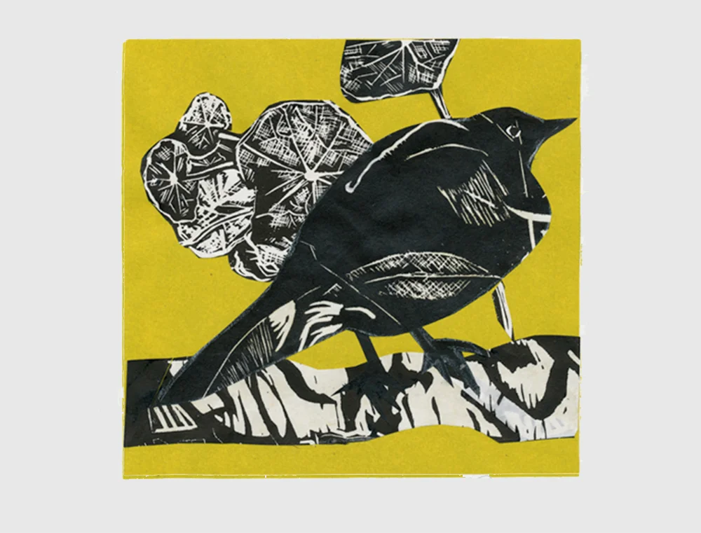 Magpie Lark.jpg