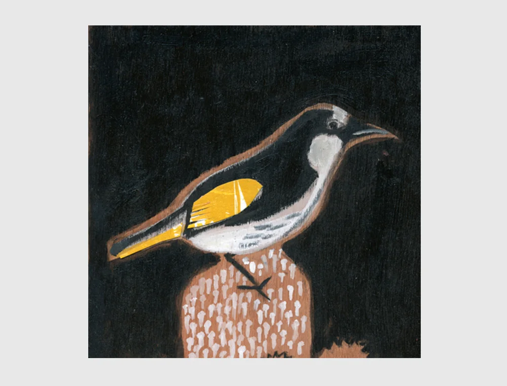 New Holland Honeyeater.jpg