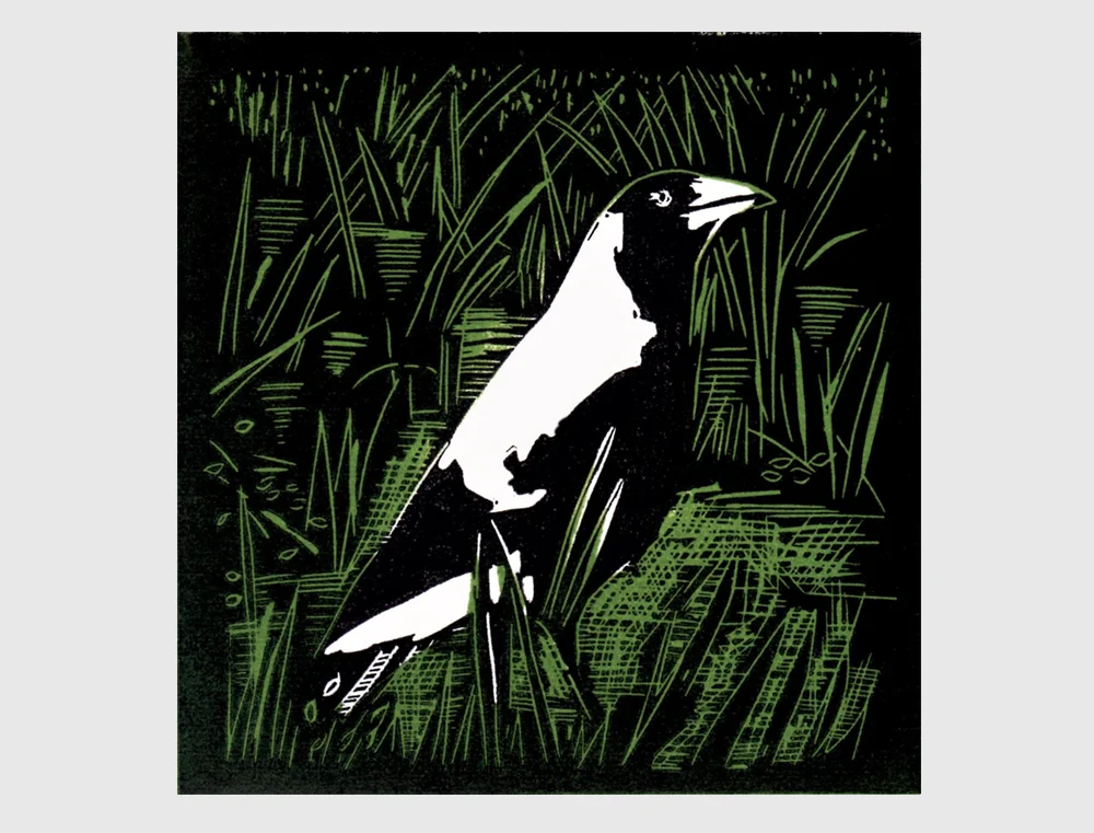 magpie in grass2.jpg