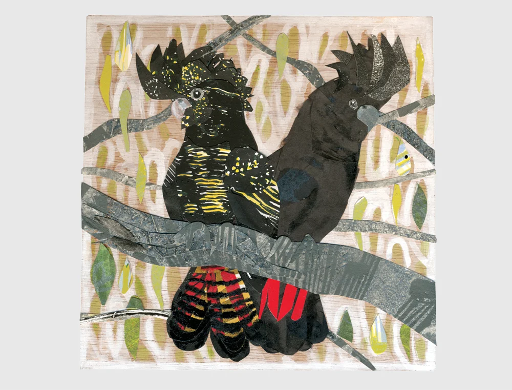 Red Tailed Black Cockatoo2.jpg