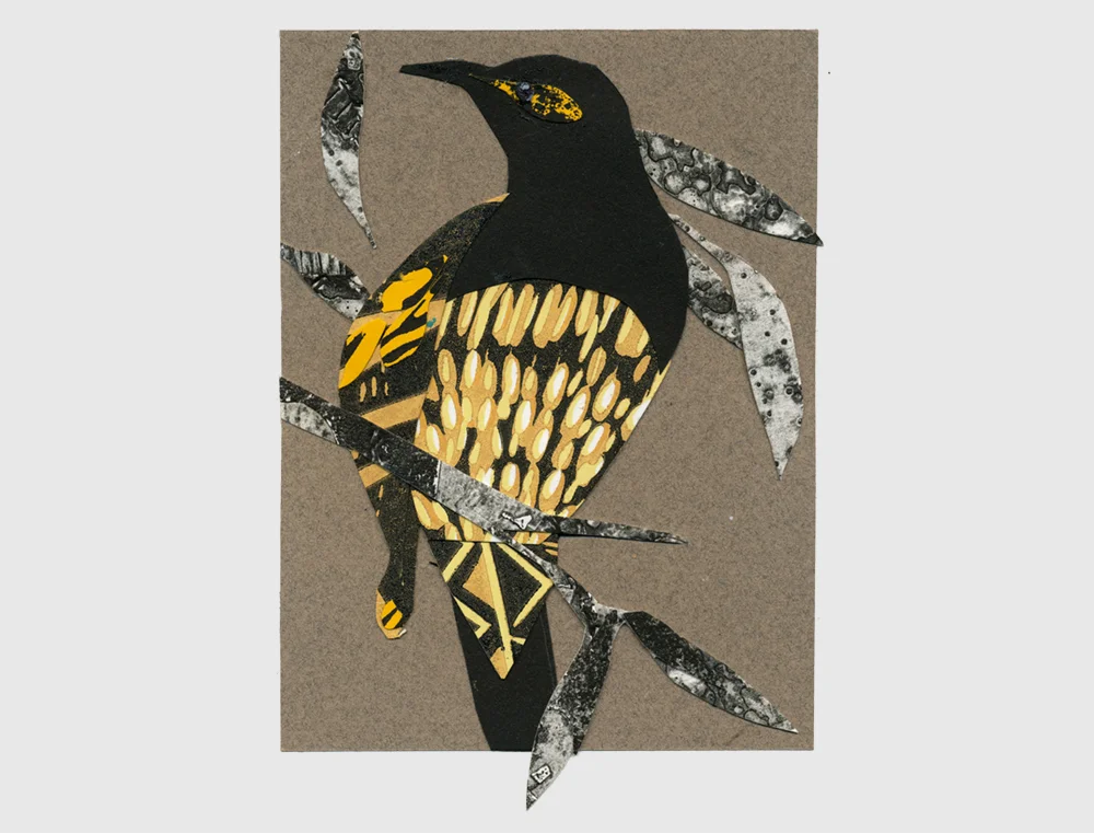 regent honeyeater2.jpg