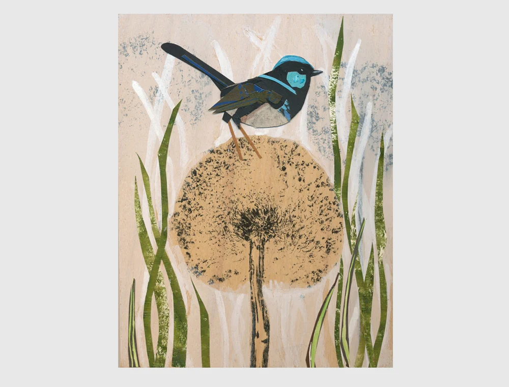 Superb fairy Wren2.jpg