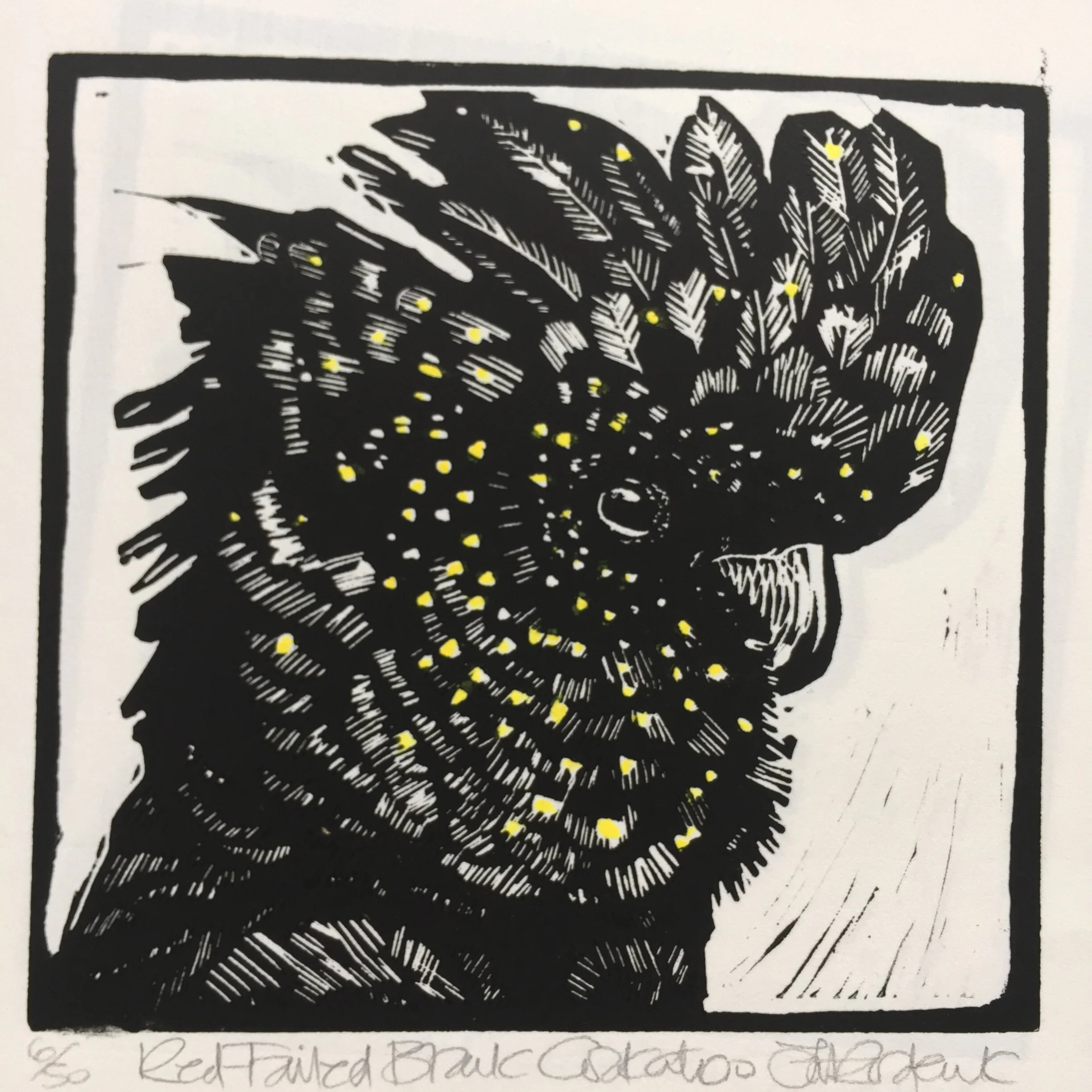 Red -Tailed Black Cockatoo