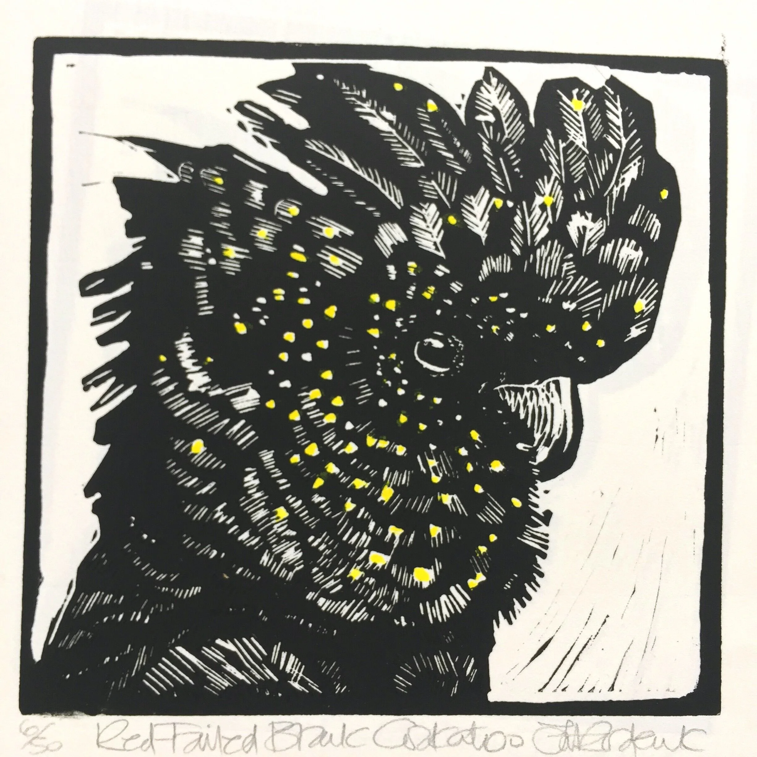 red+tailed+black+cockatoo.jpg