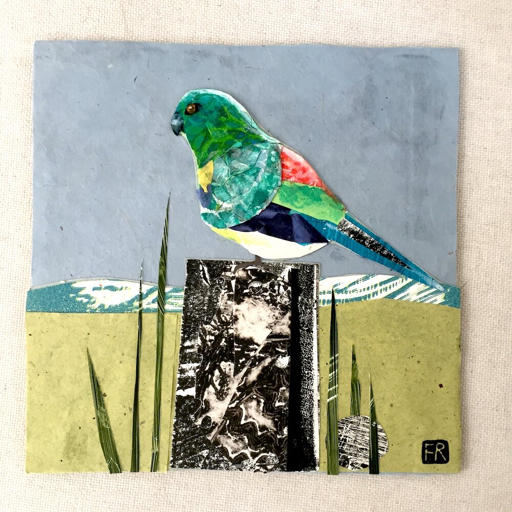 Red-rumped Parrot.JPG