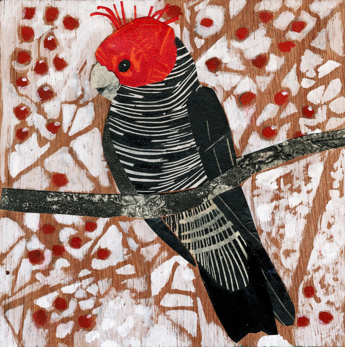 Gang-gang Cockatoo