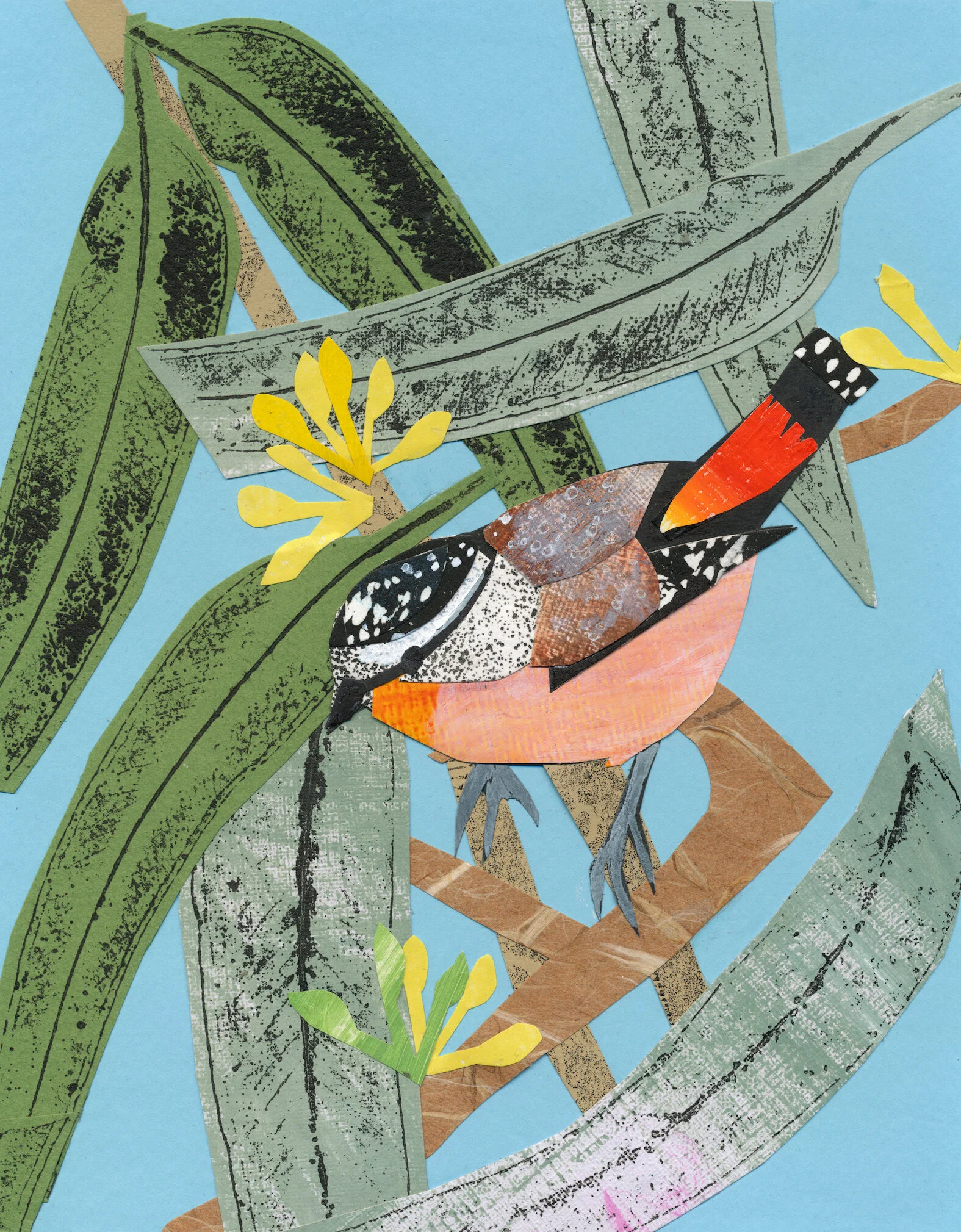 Spotted Pardalotte 2