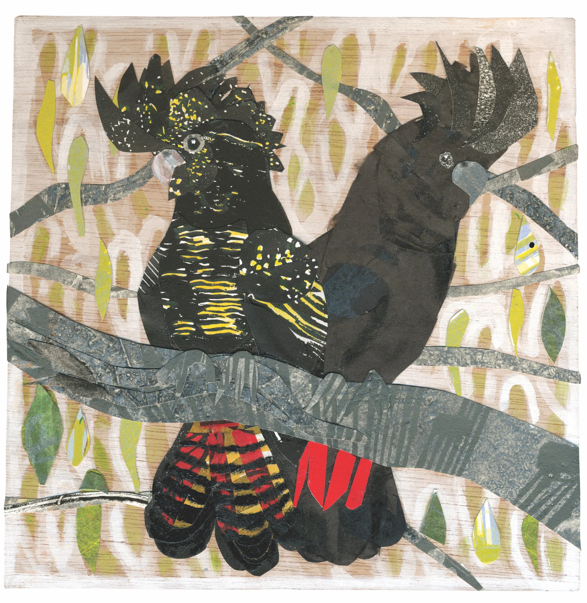 Red Tailed Black Cockatoo