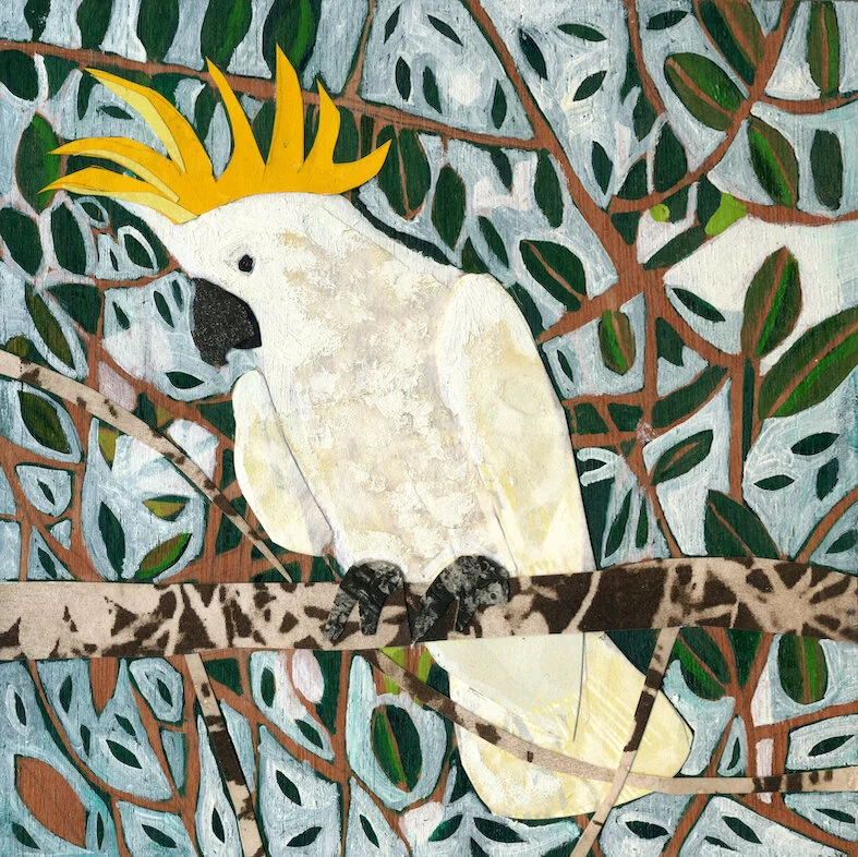 Sulphur Crested Cockatoo