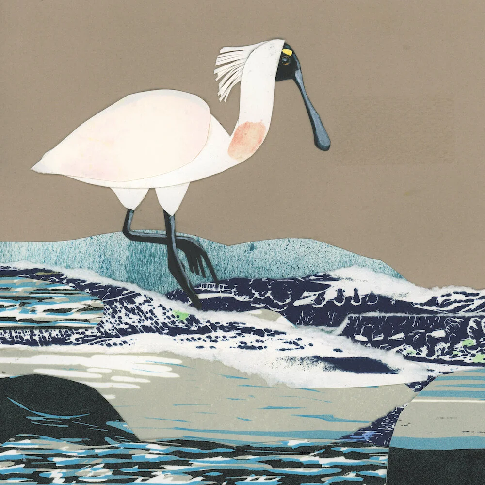 Royal Spoonbill
