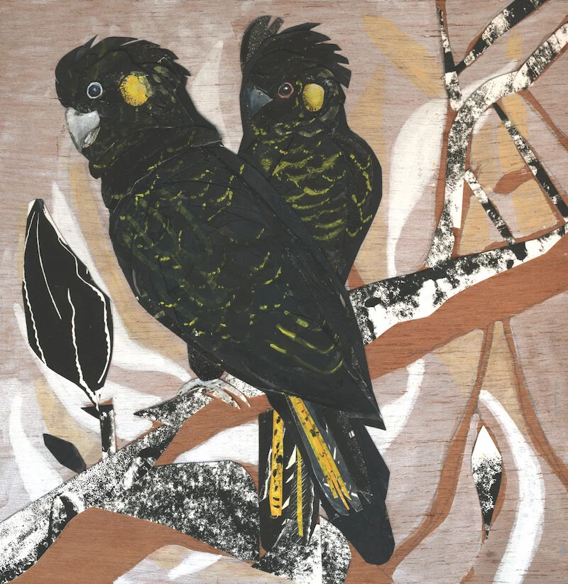 Yellow-tailed Black Cockatoo