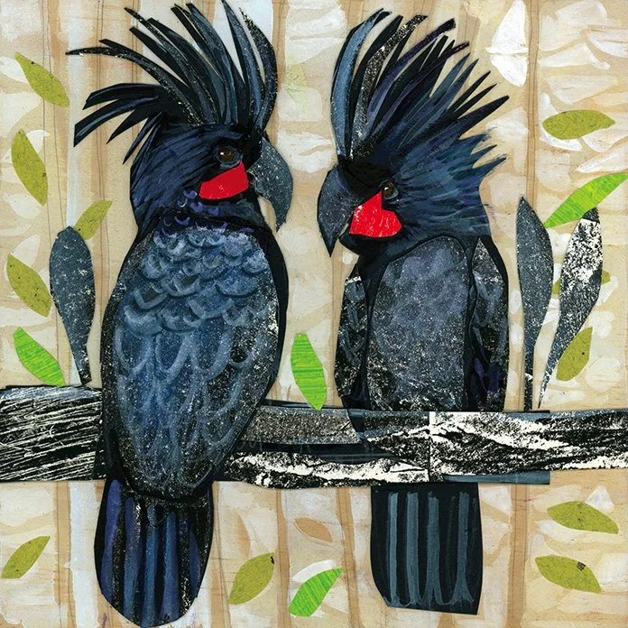 Palm Cockatoos