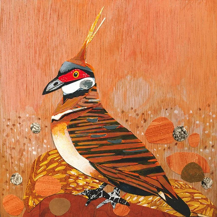 Spinifex Pigeon