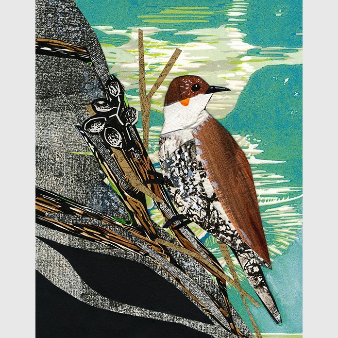 White-throated Treecreeper