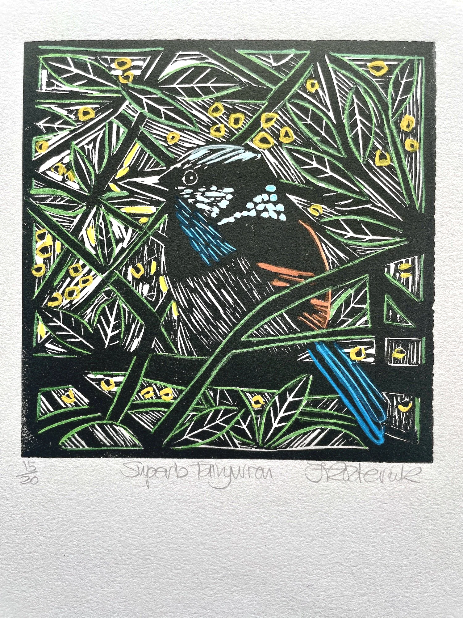 superb%2Bfairywren.png