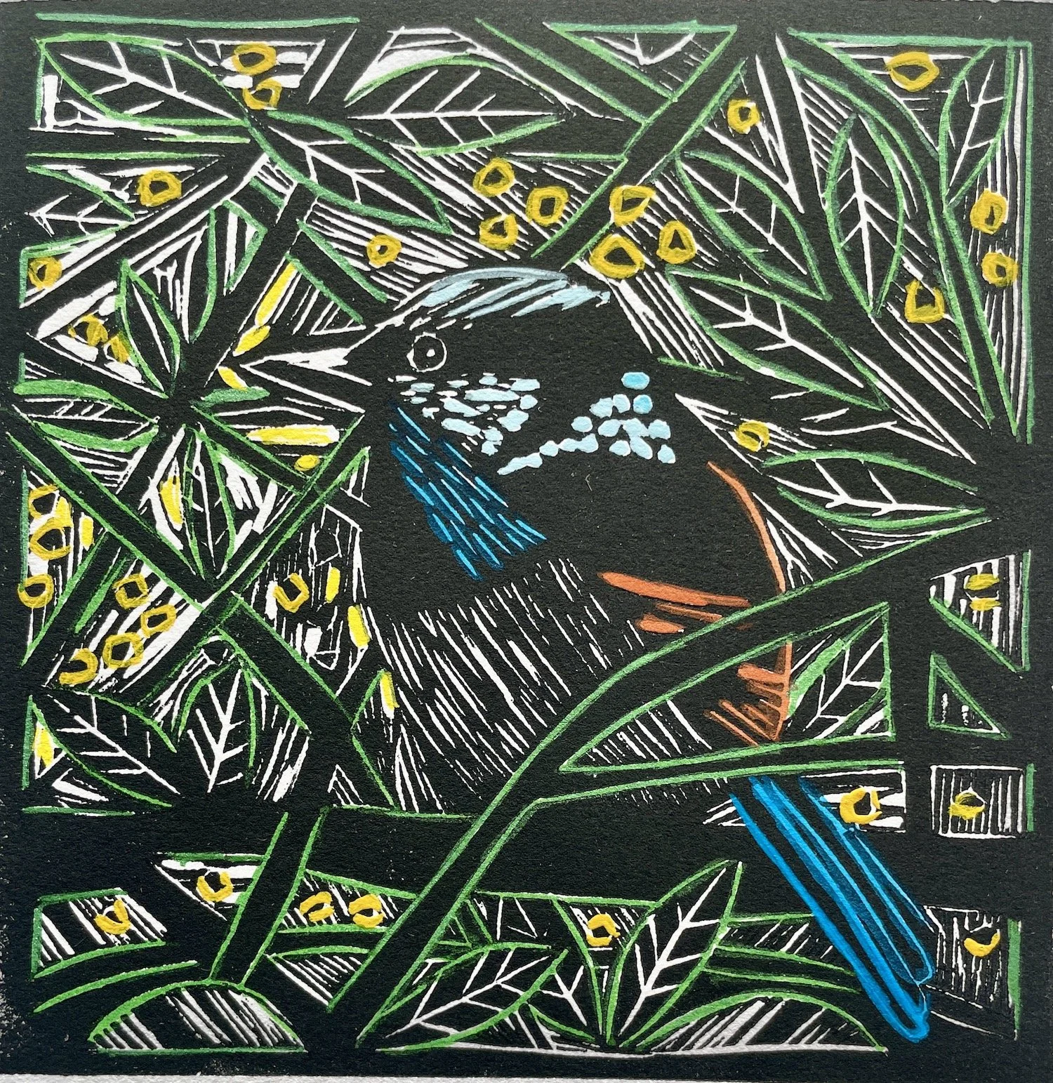 Superb Fairywren