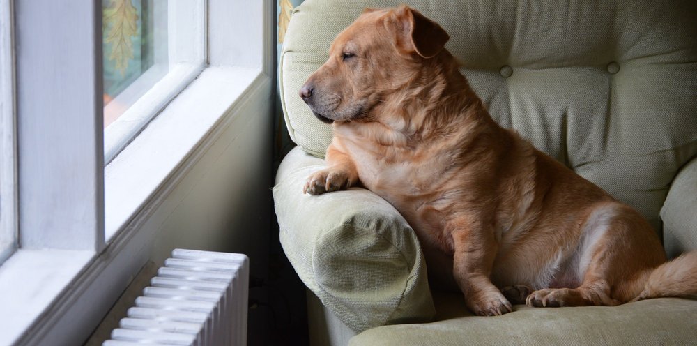 Isolation Distress Separation Anxiety Expert Positive Force Free Information You Can Trust With Some Humor A Canine Affinity