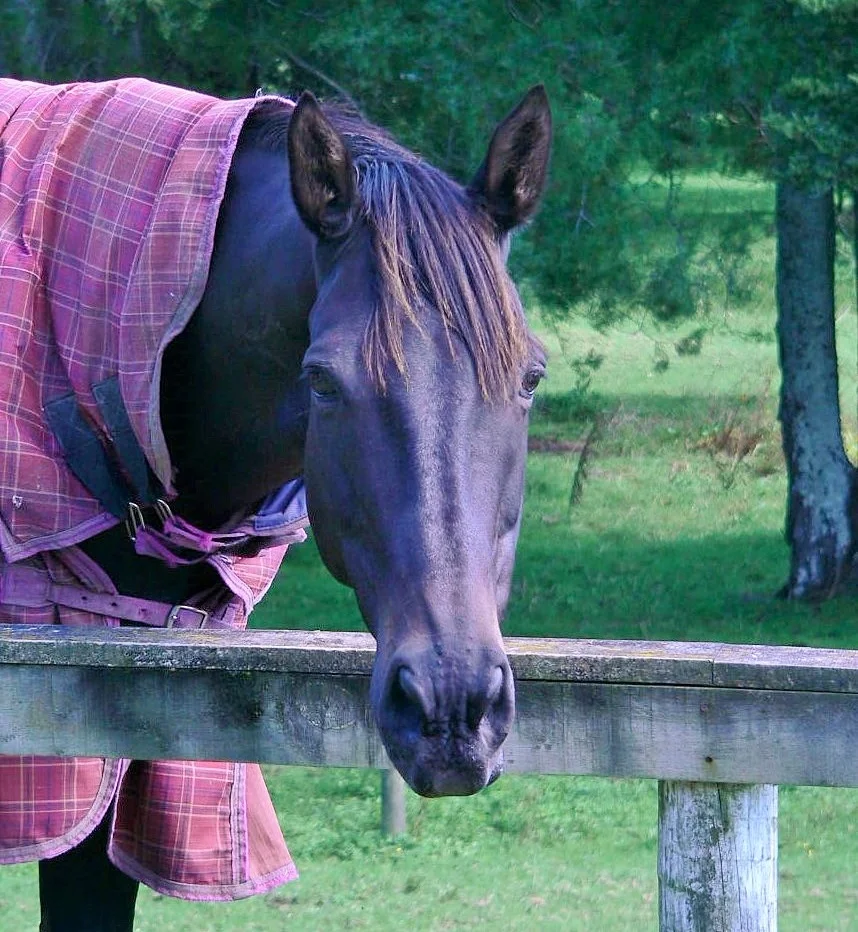 South Pacific Apollo.jpg