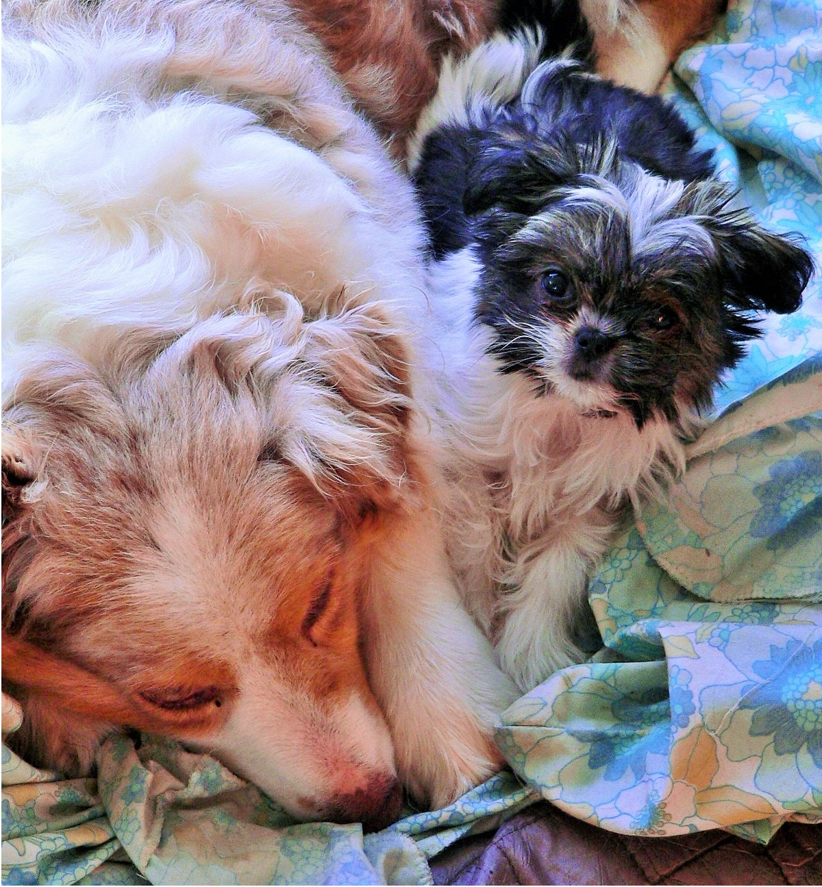 Rose and Tallulah (4) - Copy.jpg