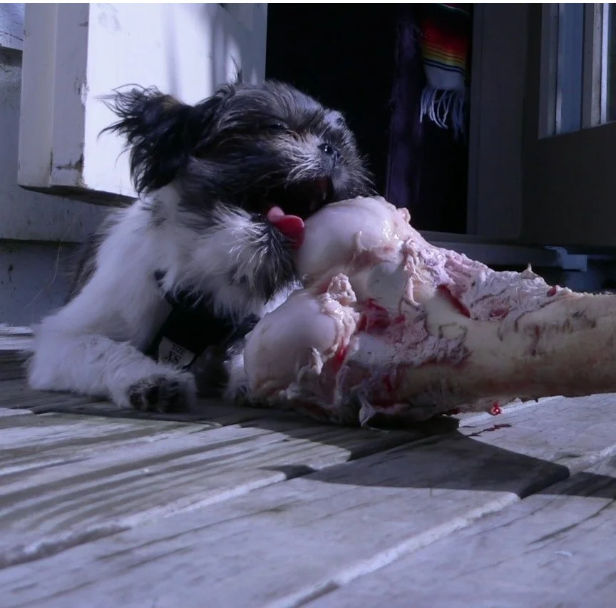 Getting me Wolf on - Copy.JPG