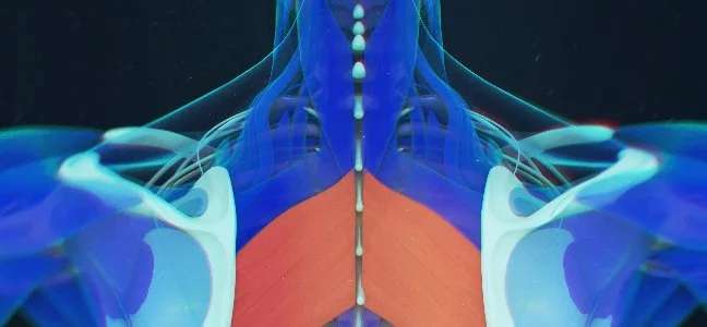 Rhomboid Muscle Pain: Tips and Tricks for Exercise Relief