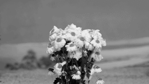 flower.giphy.gif
