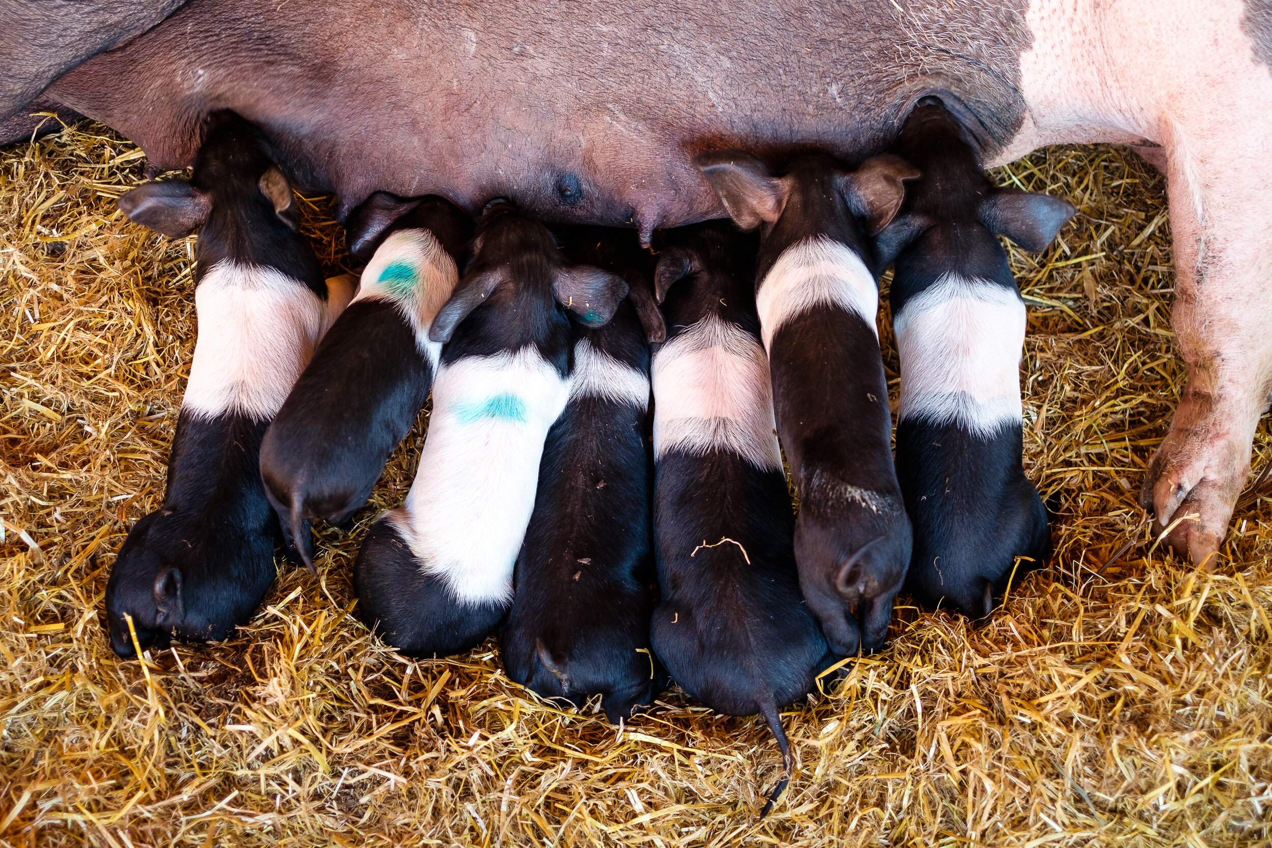 Ostermuehlen_Benner_067.jpg