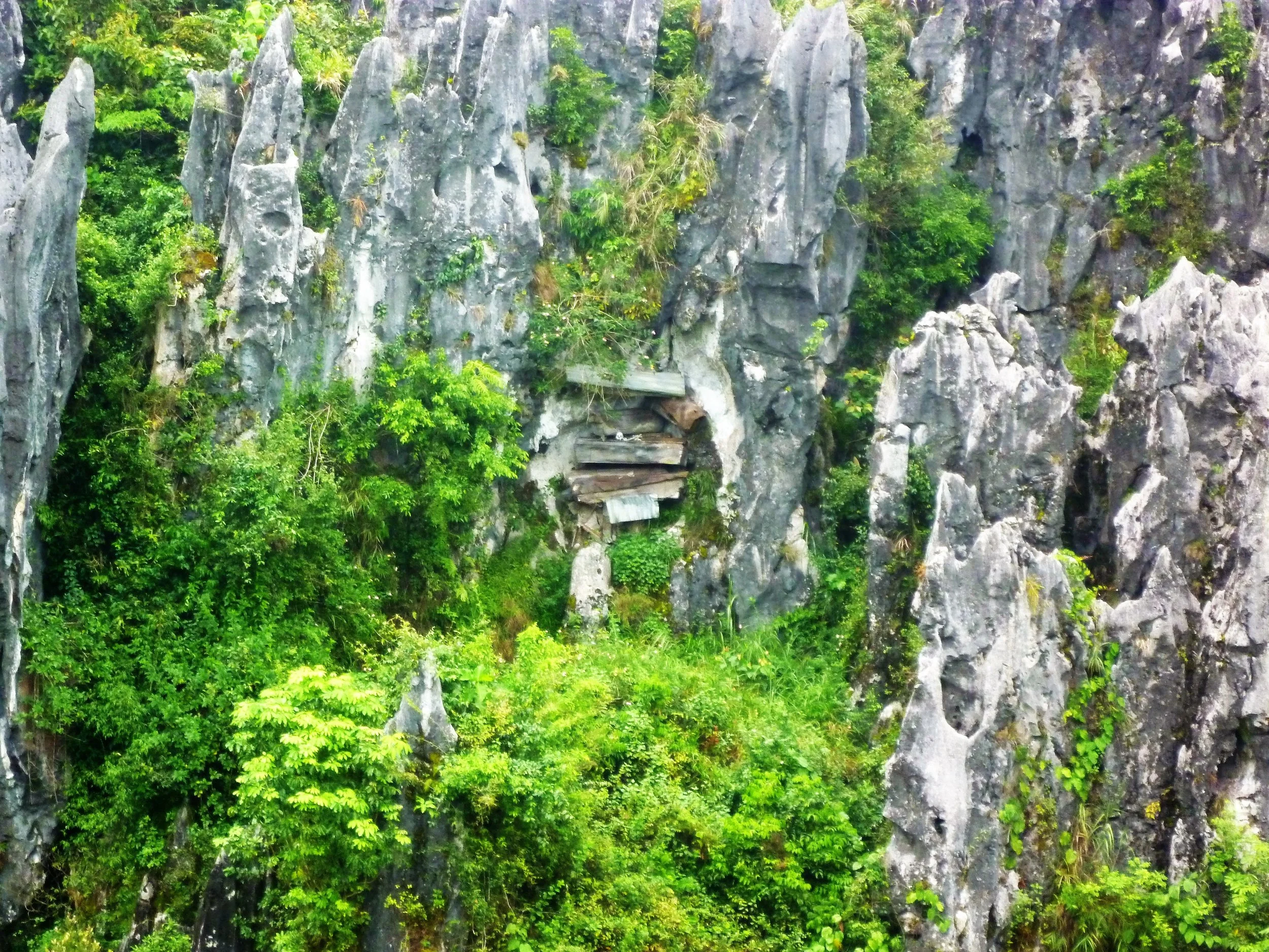 The gravity deifying hanging coffins adorn the limestone cliffs that surround Sagada...
