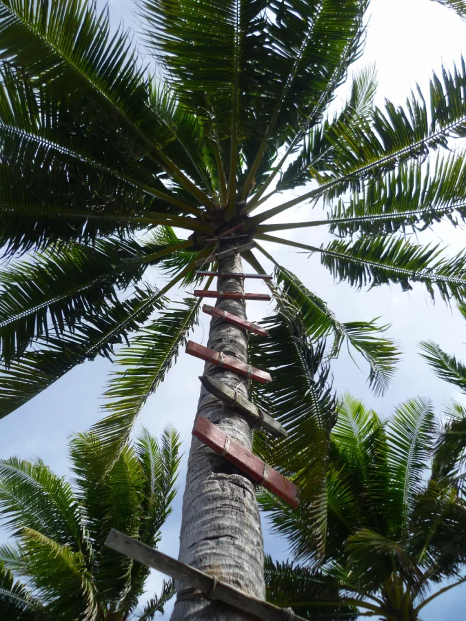 The coconut aisle in Funafuti ...
