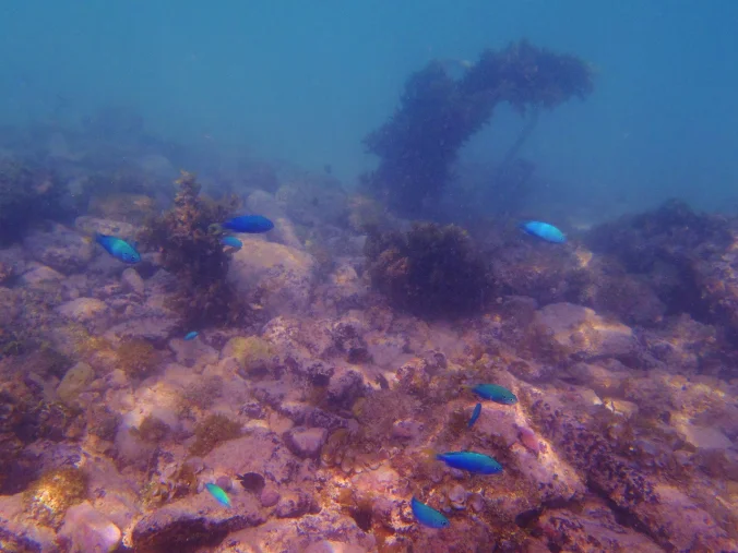 Festive Fish in Funafuti ...