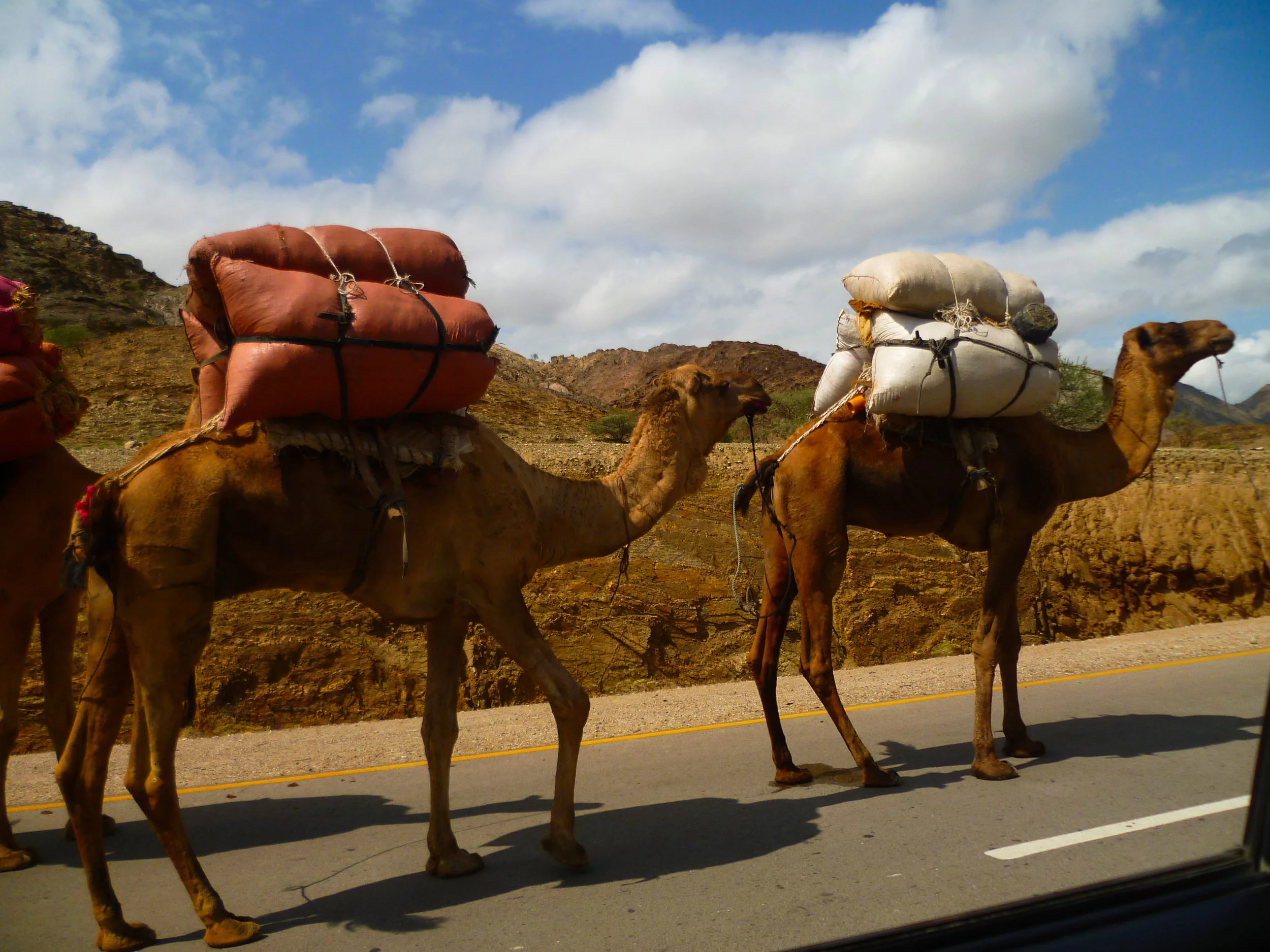 Window camels as we continue to travel north...