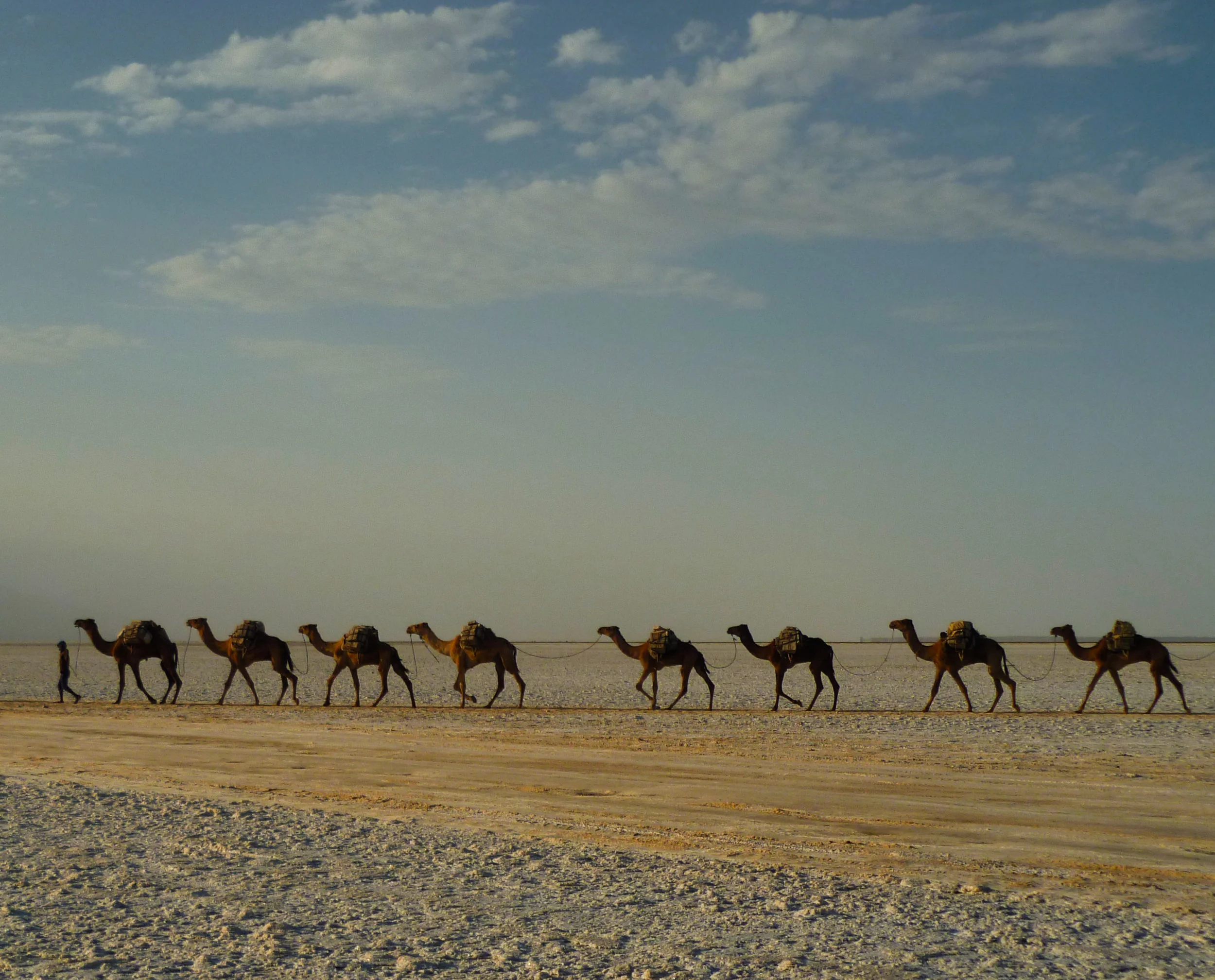 The first of many caravans fully laden carrying their precious salty cargo to market...