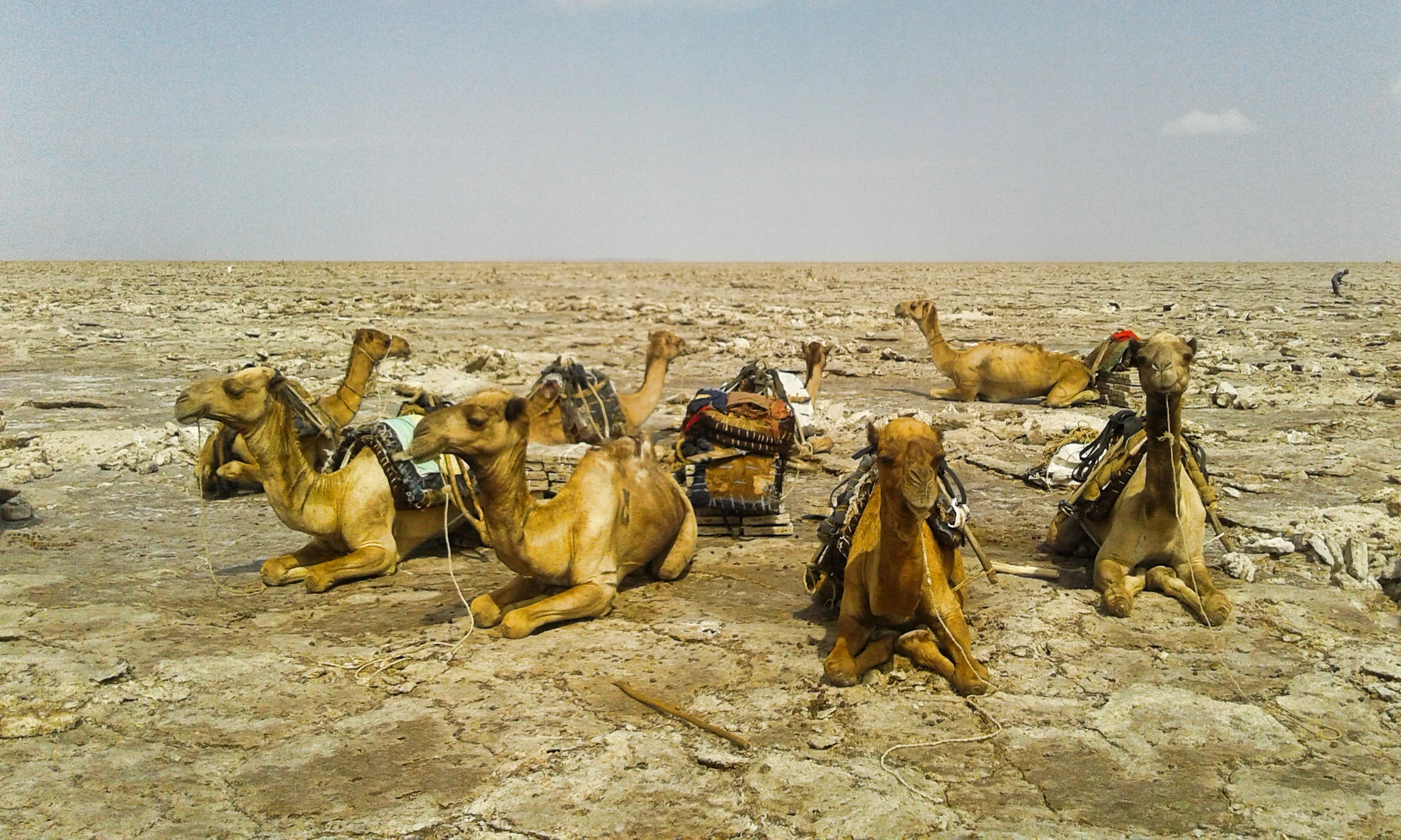 Ships of the desert not worried about the oppresive temperatures...