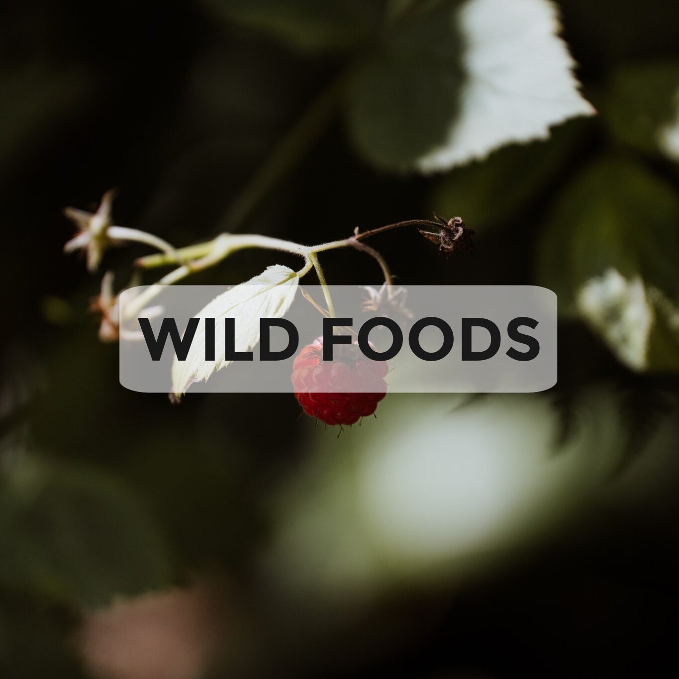Wild Foods.jpg