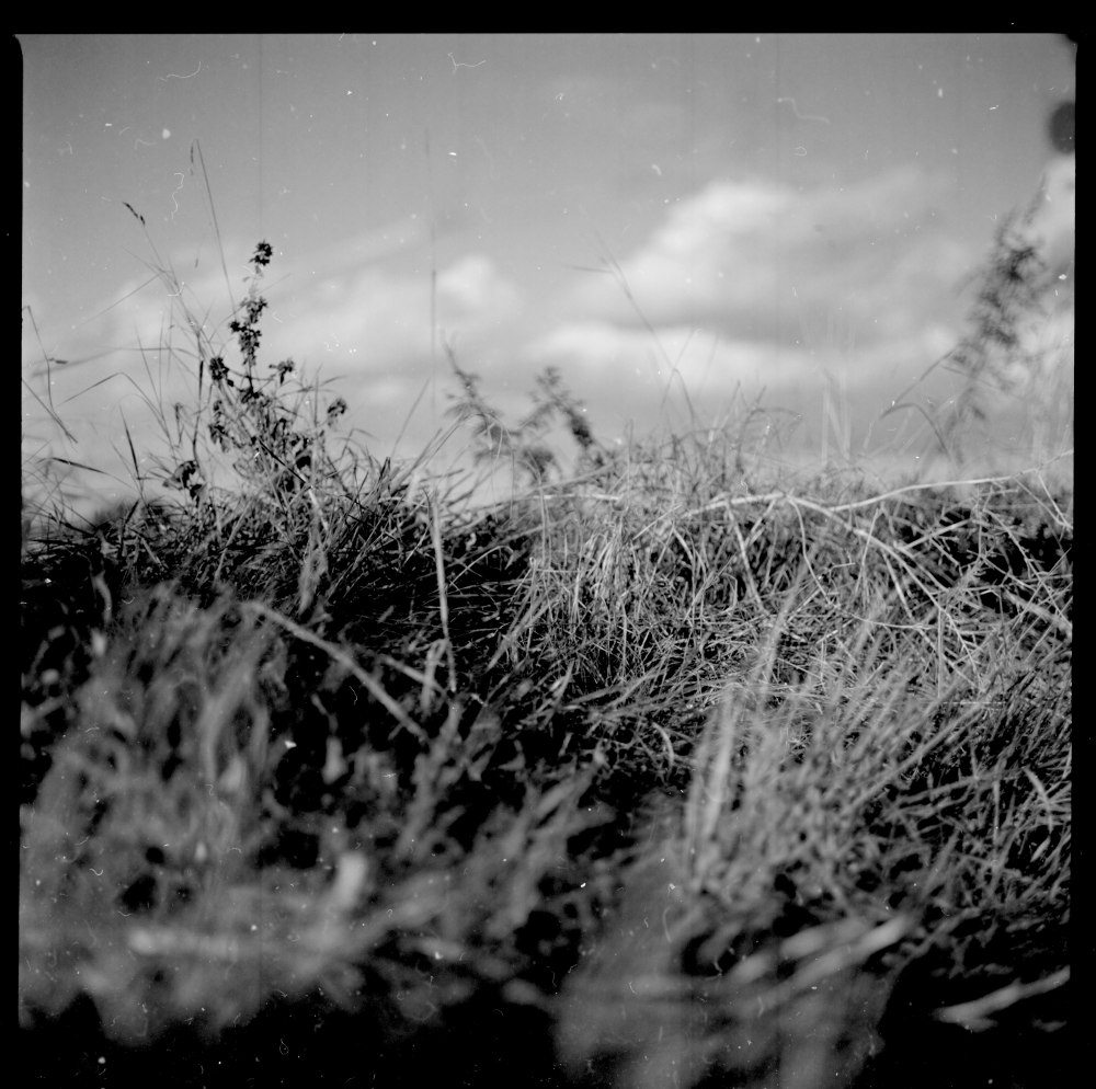 Grass - hand developed Caffenol negative