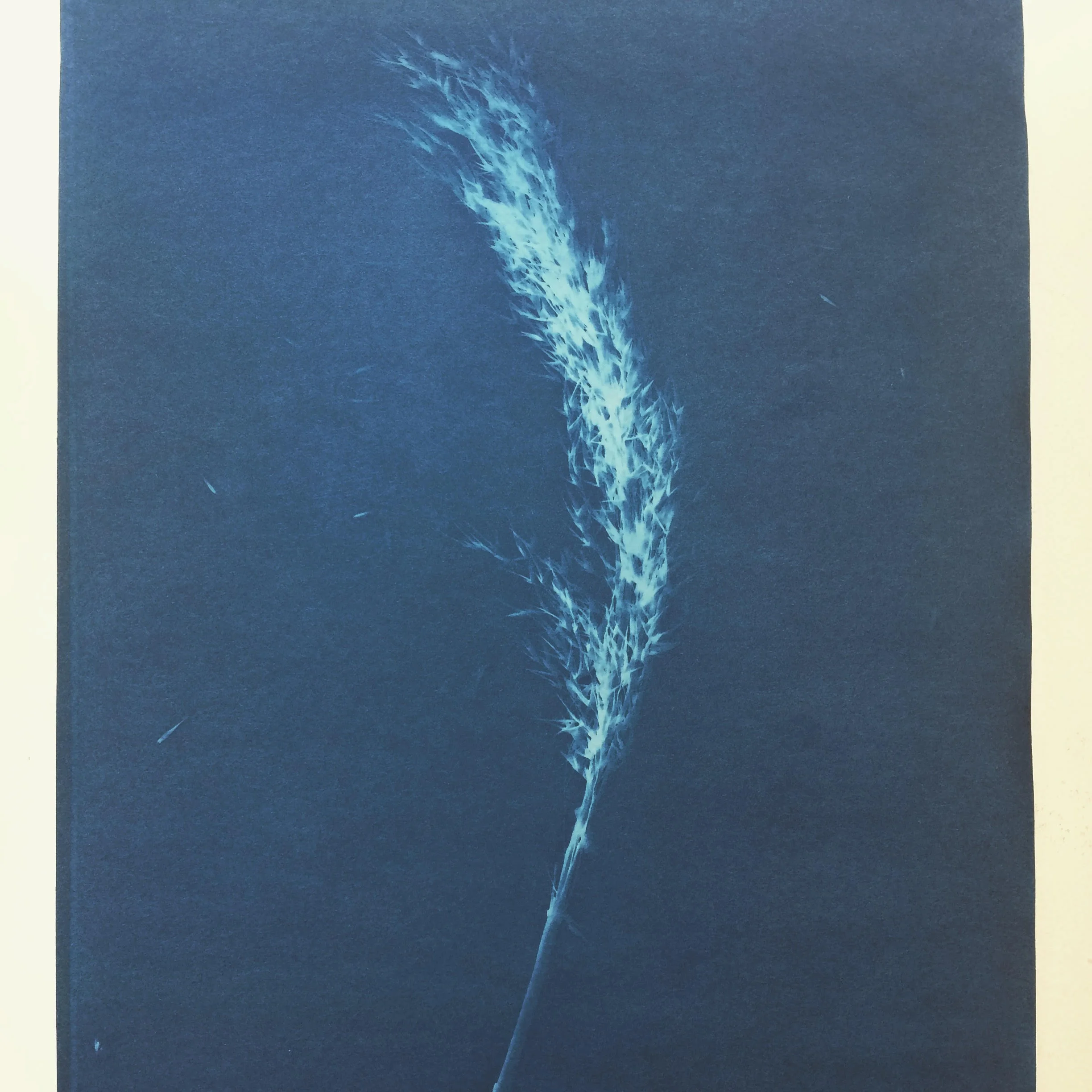 Cyanotype print of the Common Reed. Sent from Gudrun Filipska to Carly Butler.