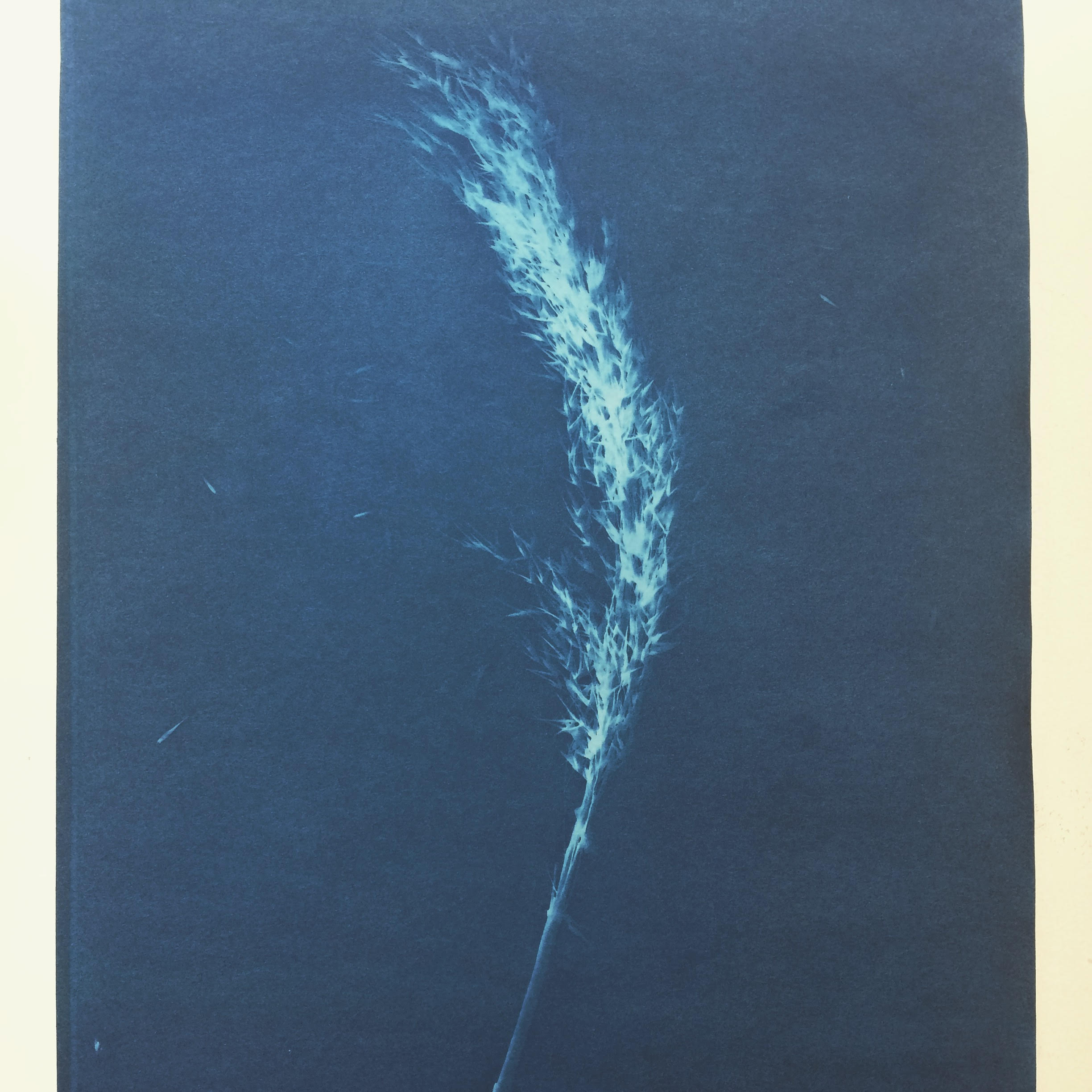Cyanotype print of the Common Reed. Sent from Gudrun Filipska to Carly Butler.