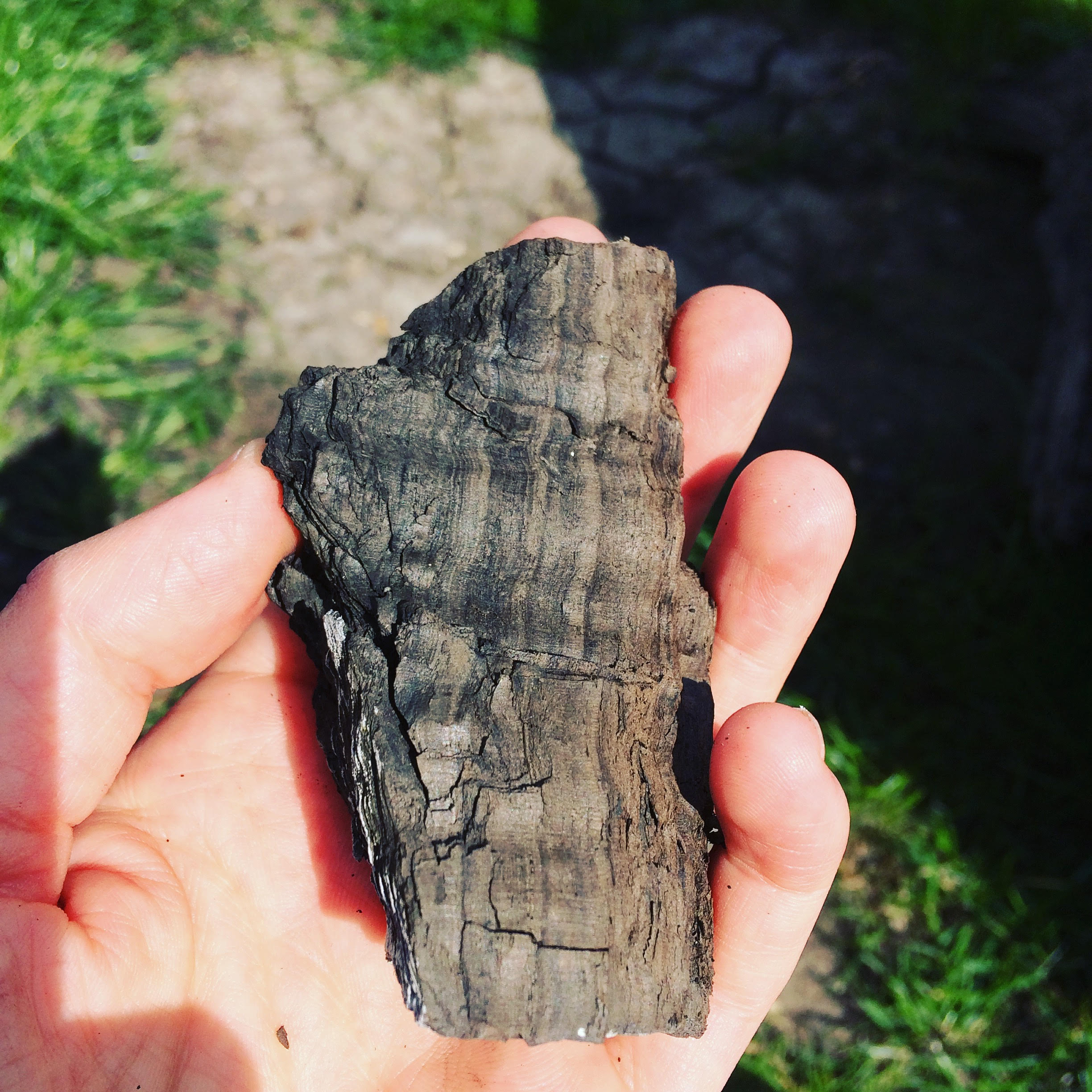 Ancient Fenland Bog Oak . Sent from Gudrun Filipska to Carly Butler.