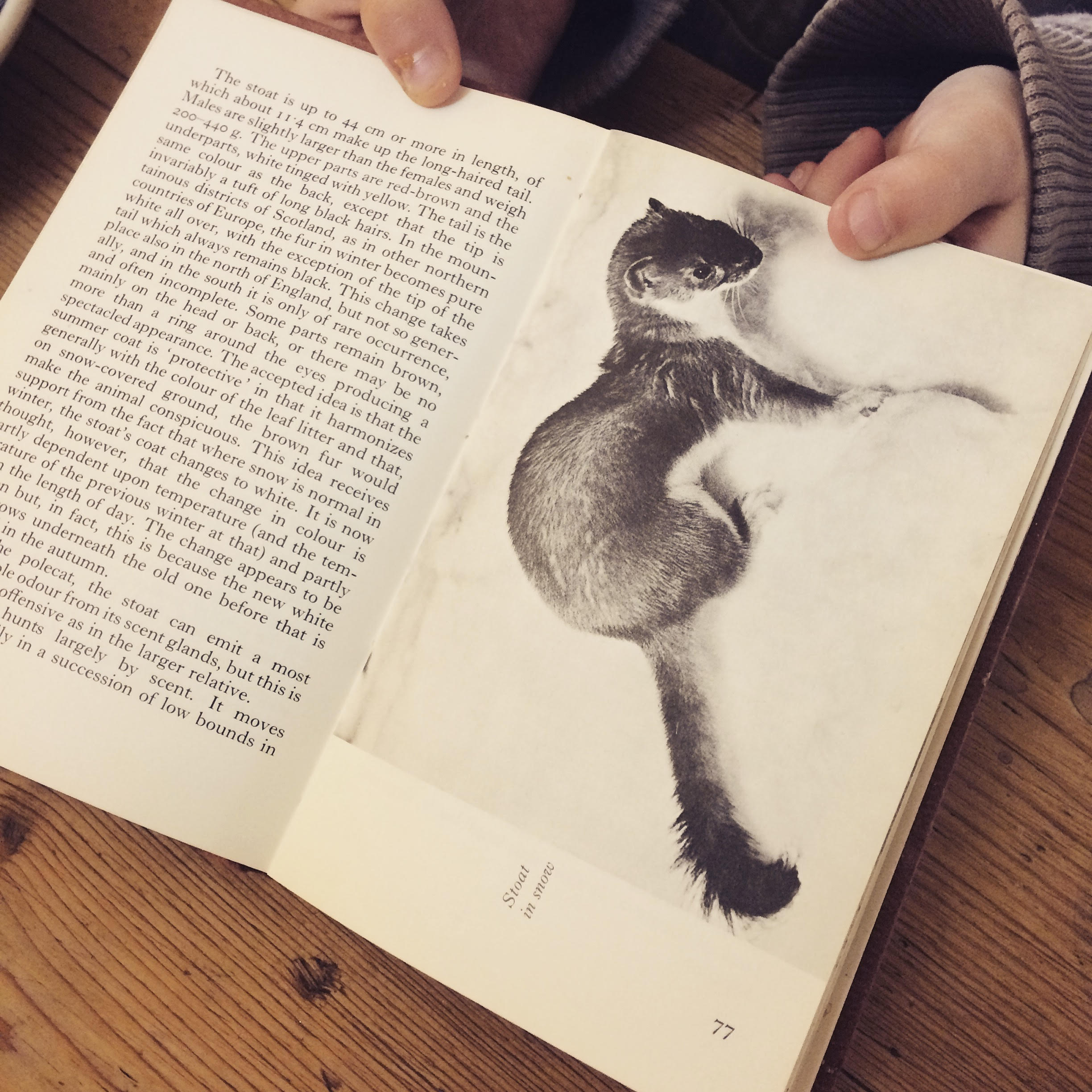 'My daughter's favourite book' the Observers Guide to Wild Animals of the British Isles . Photograph for Carly Butler.
