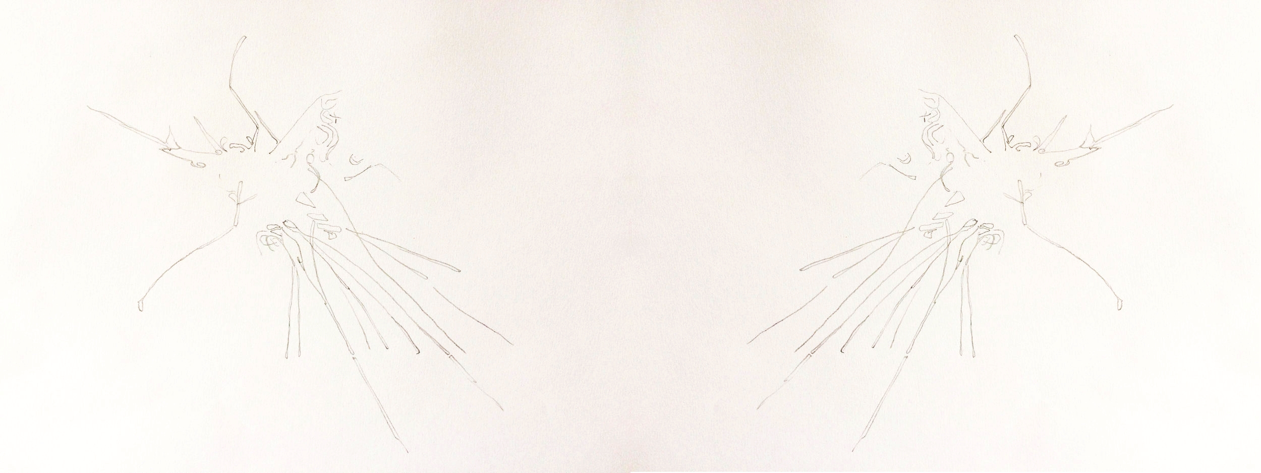 Mosquito Uplift Vectors . Pencil on paper - from images genenerated by researchers from Oxford Universities department of Zoology (Animal Flight group) using a combination of high speed filming and digital modelling.