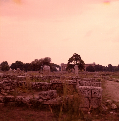 Paestum - Medium Format photograph . William McDonald - 2011.