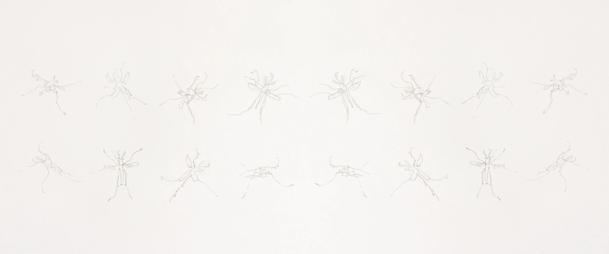 Drawings made from Mosquitos walking on glass.
