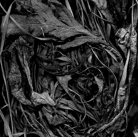 Dried weeds Trousers close up..jpg