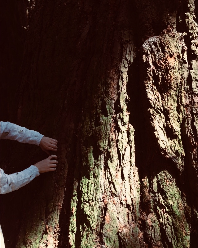 Redwood.jpg