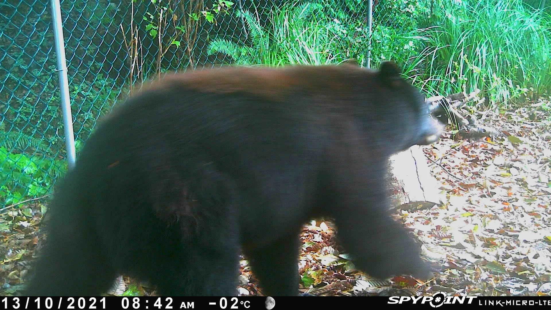 Image from Carly Butler's Trailpoint Camera..JPG