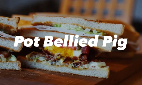 pot bellied pigs1.jpg