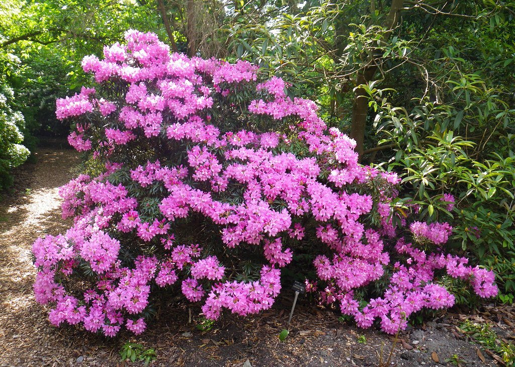 PJM Rhododendron