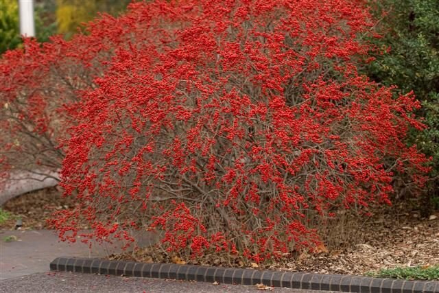 Red Sprite Winterberry