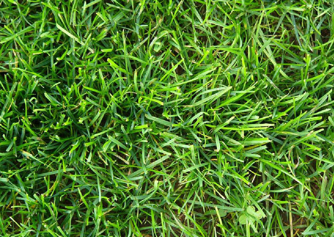 Ryegrass